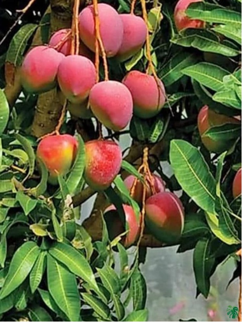 American Red Palmar Mango